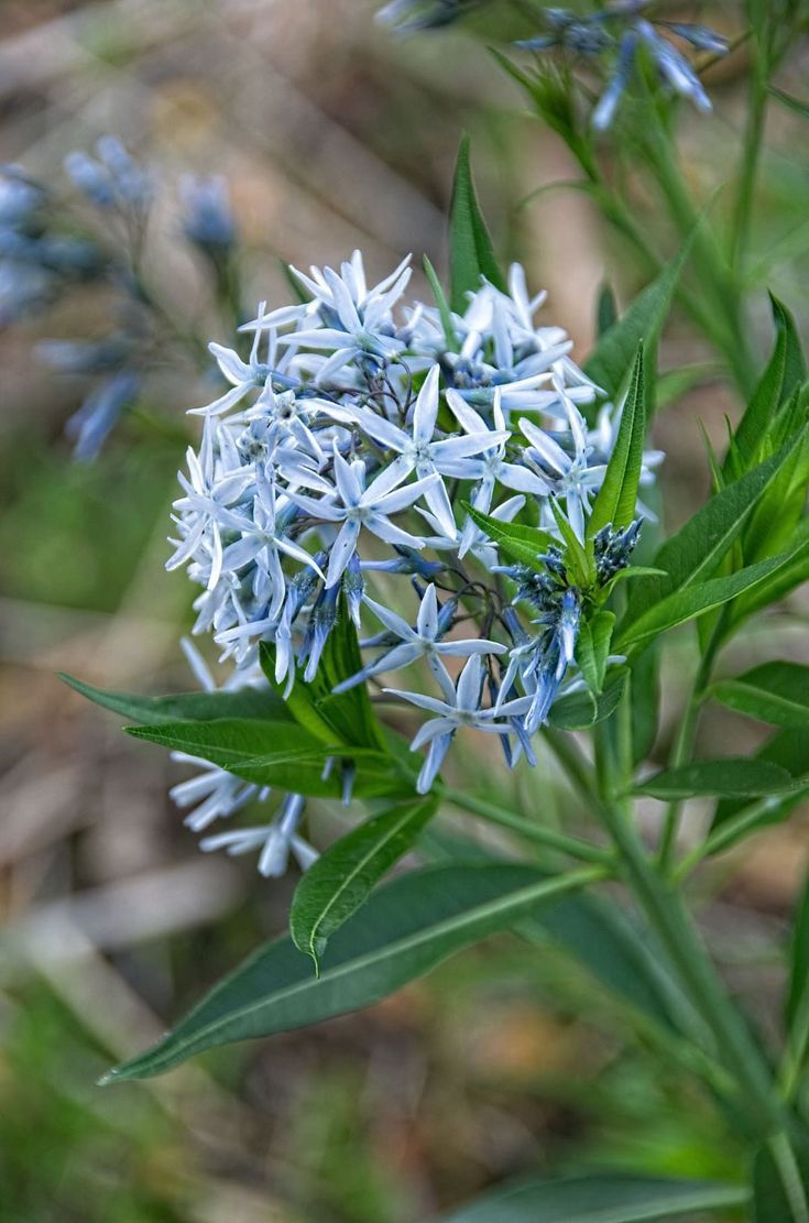 Blue Star Amsonia