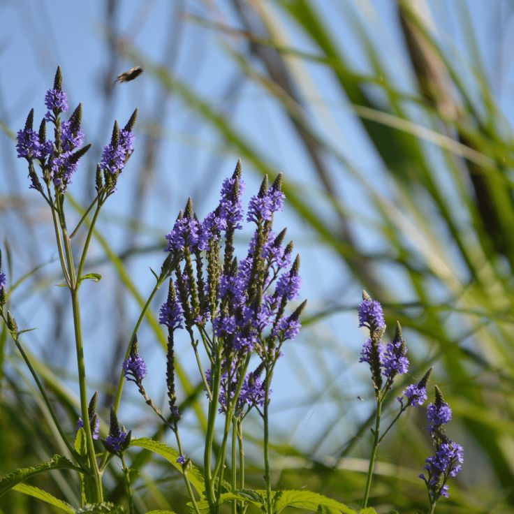 Blue Vervain