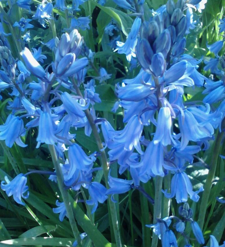 Bluebell