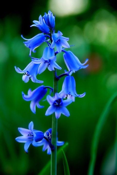 Bluebells (Hyacinthoides non-scripta)