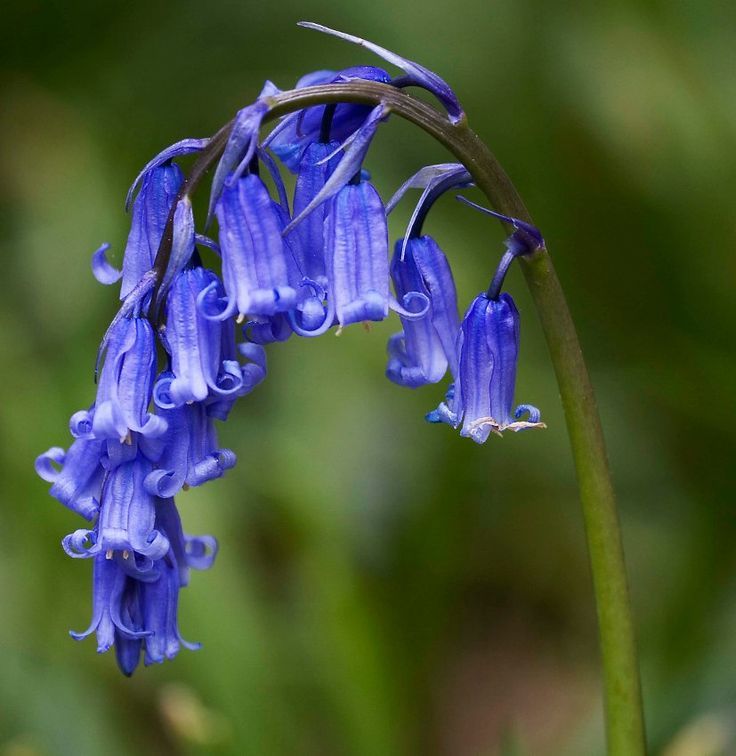 Bluebells