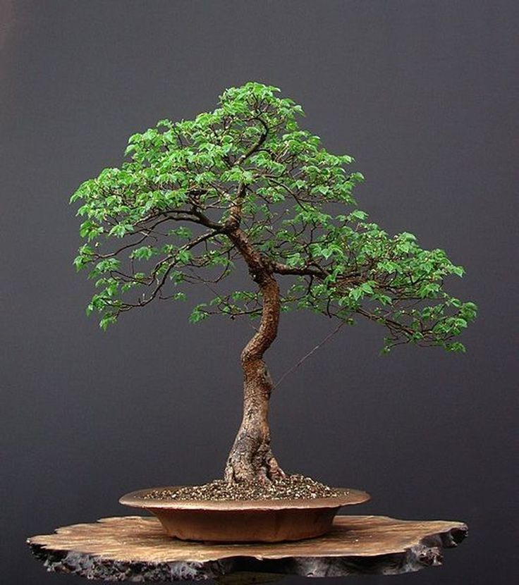 Bonsai Tree