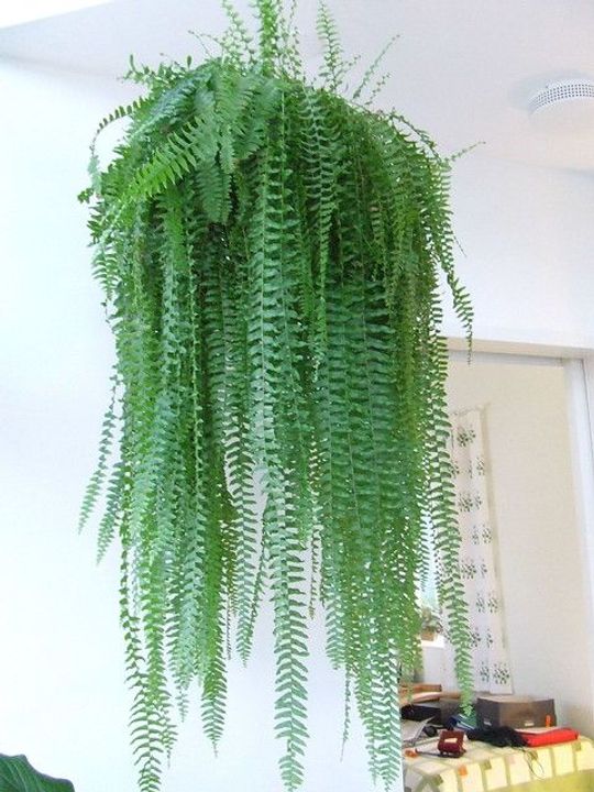 Boston Fern