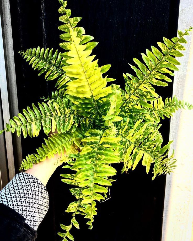 Boston Fern