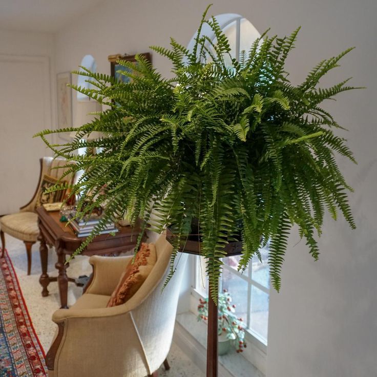 Boston Fern