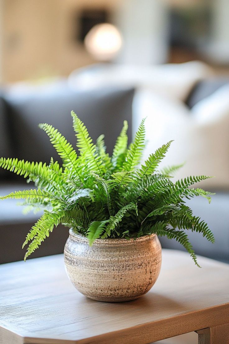 Boston Fern (Nephrolepis exaltata)