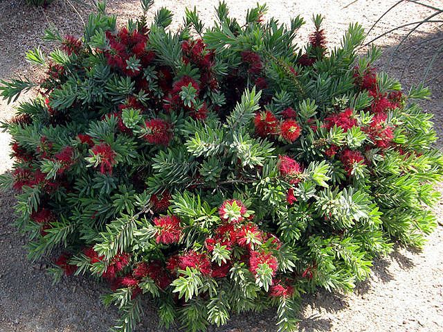 Bottlebrush (Callistemon)