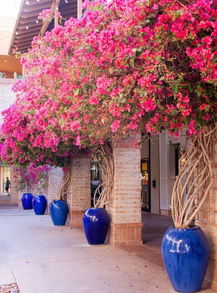 Bougainvillea