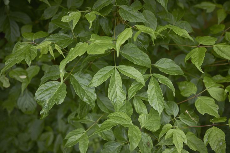 Boxelder