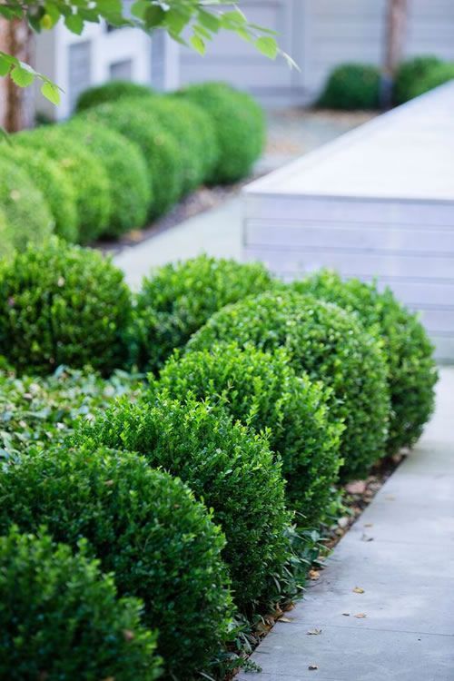 Boxwood