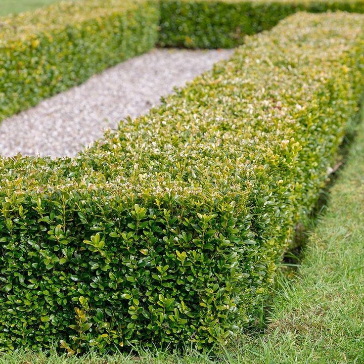 Boxwood