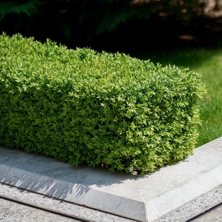 Boxwood