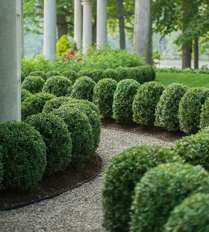 Boxwood