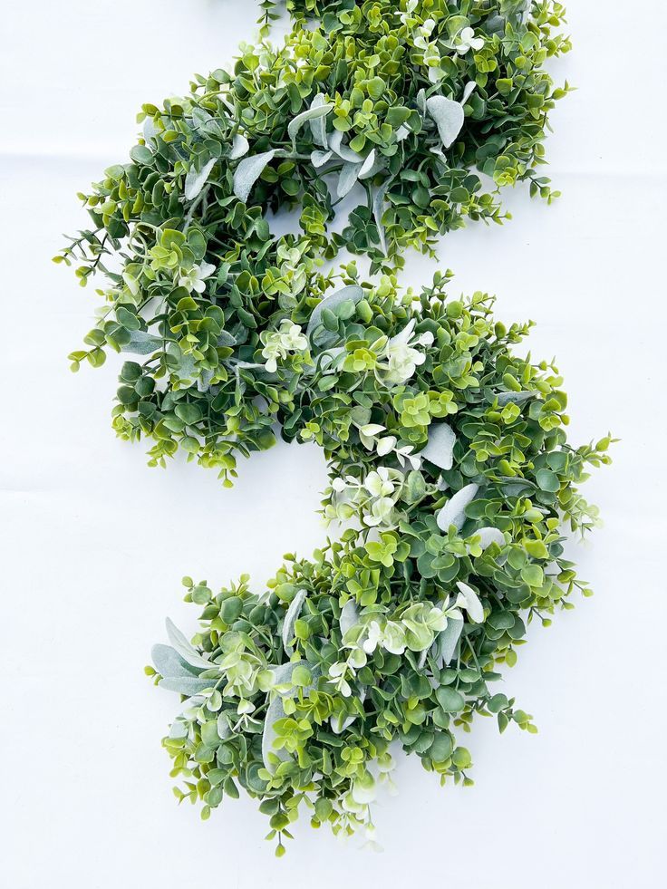 Boxwood