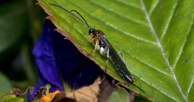 Braconid Wasp