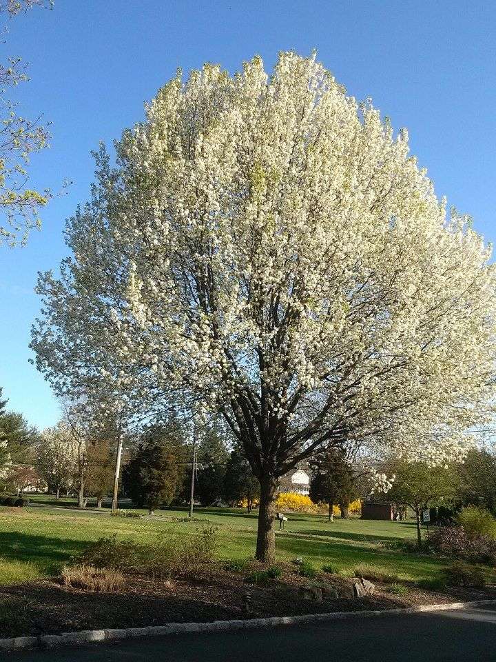 Bradford Pear