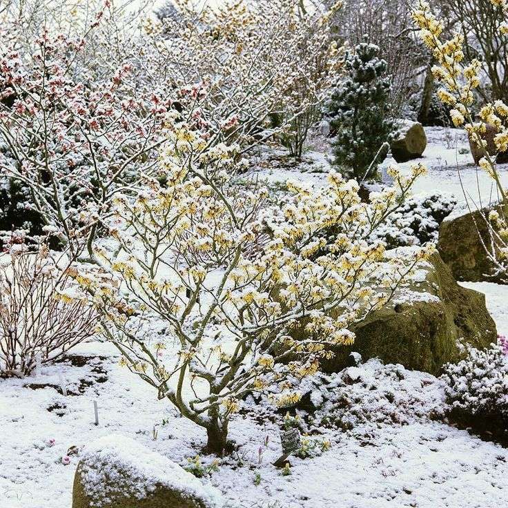 Bright Winter Blooms