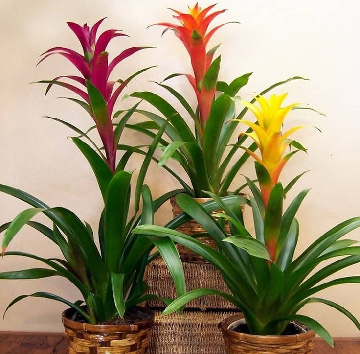 Bromeliad