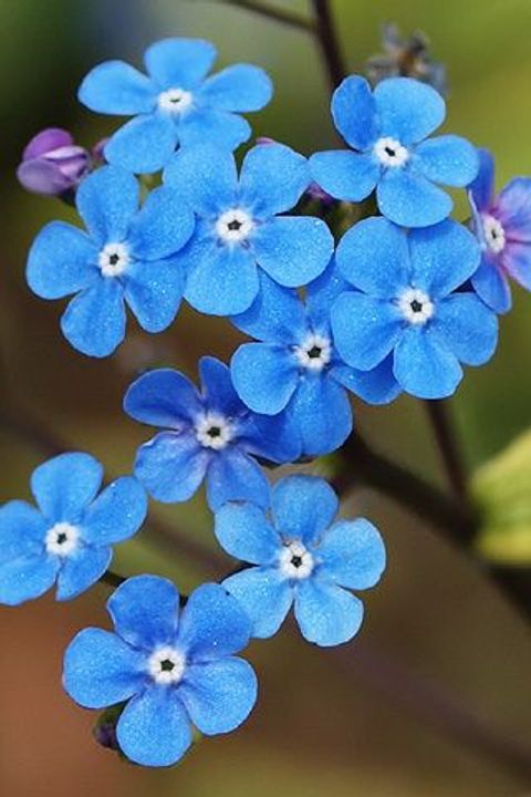 Brunnera