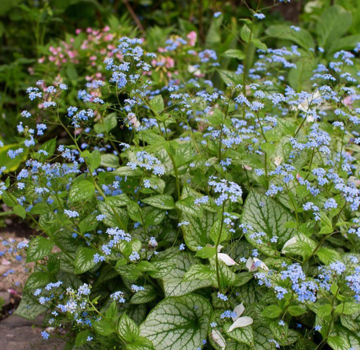 Brunnera 'Jack Frost'