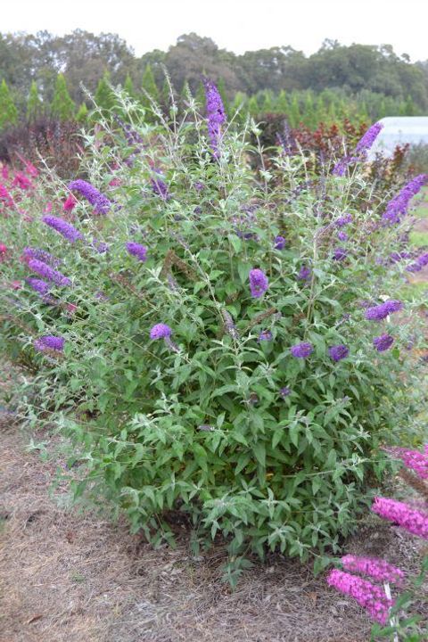 Butterfly Bush