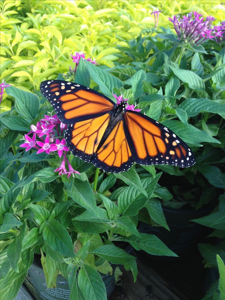 Butterfly Haven