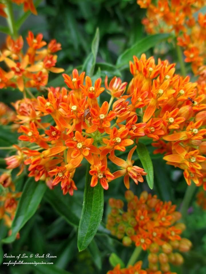 Butterfly Weed (Asclepias tuberosa)