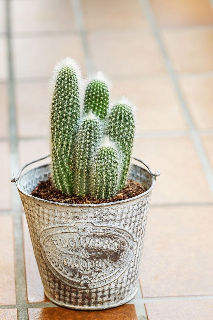 Cactus