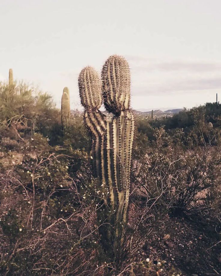 Cactus