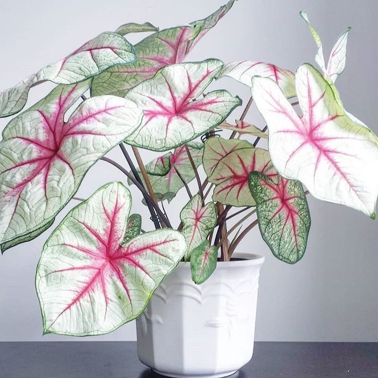 Caladium