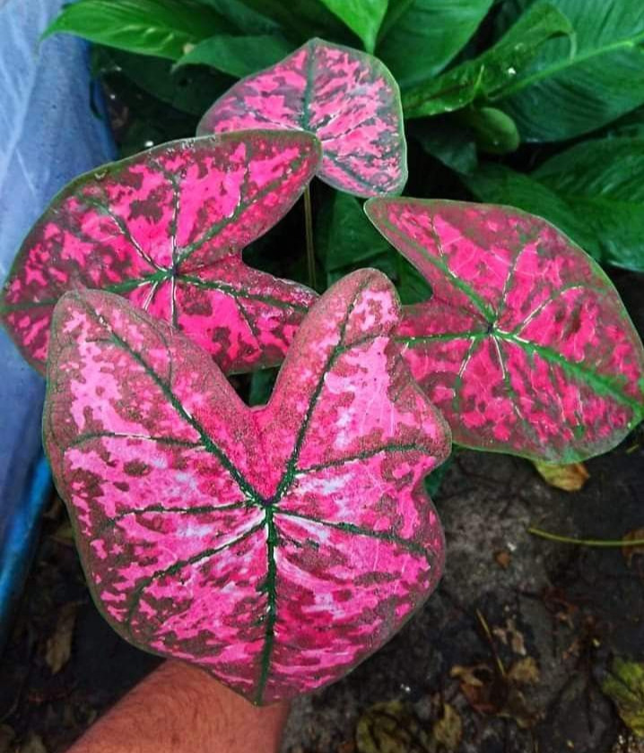 Caladium 'Pink Beauty'