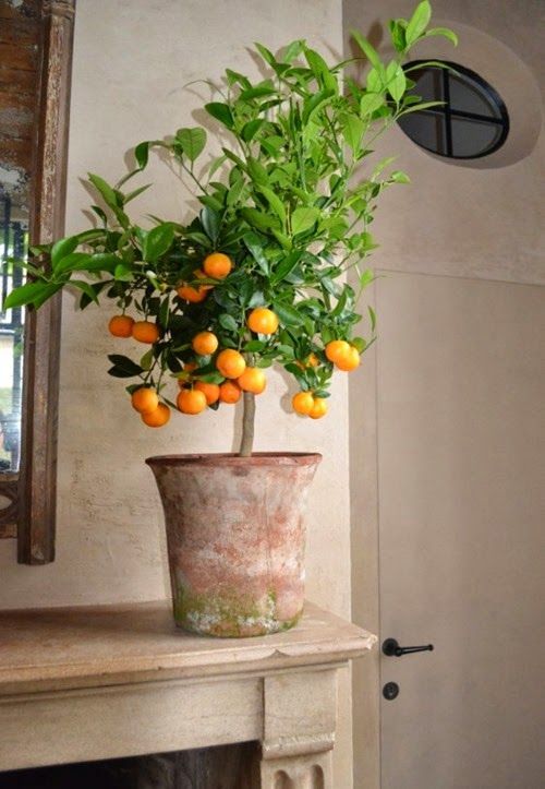 Calamondin Orange Tree