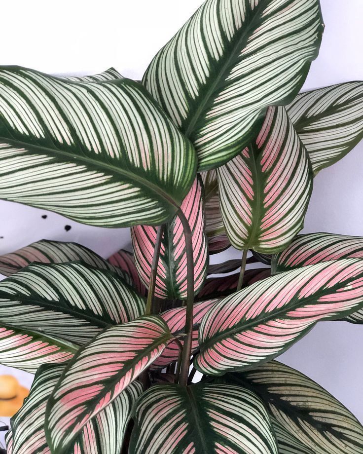 Calathea