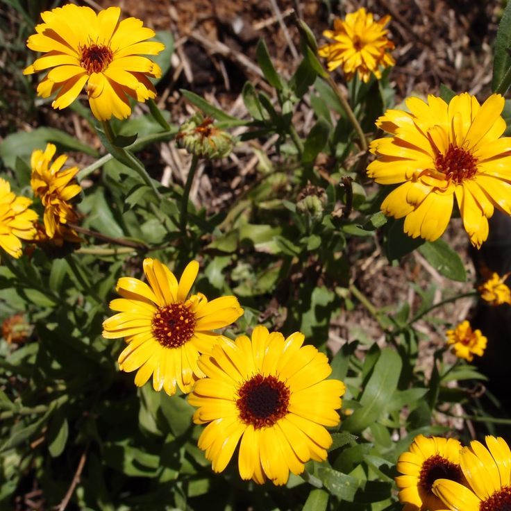 Calendula