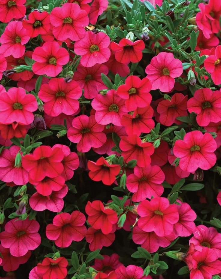 Calibrachoa