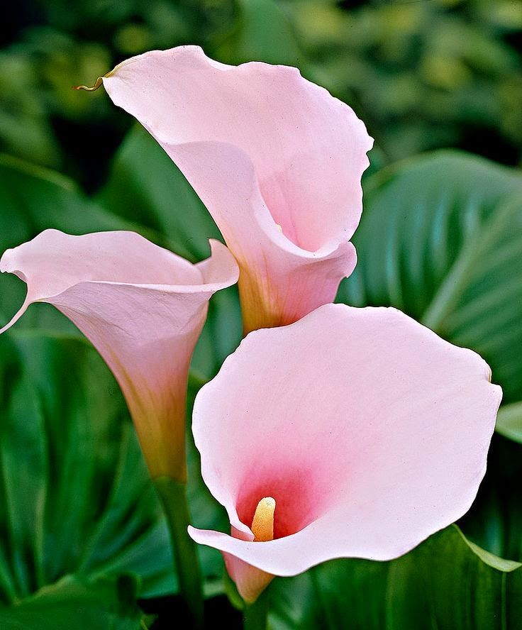 Calla Lily