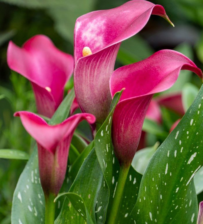 Calla Lily