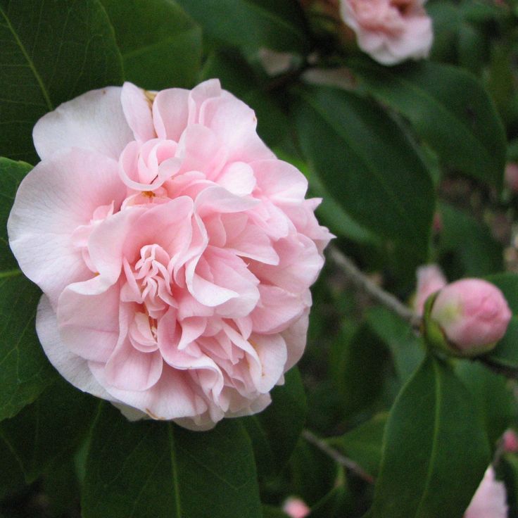 Camellia