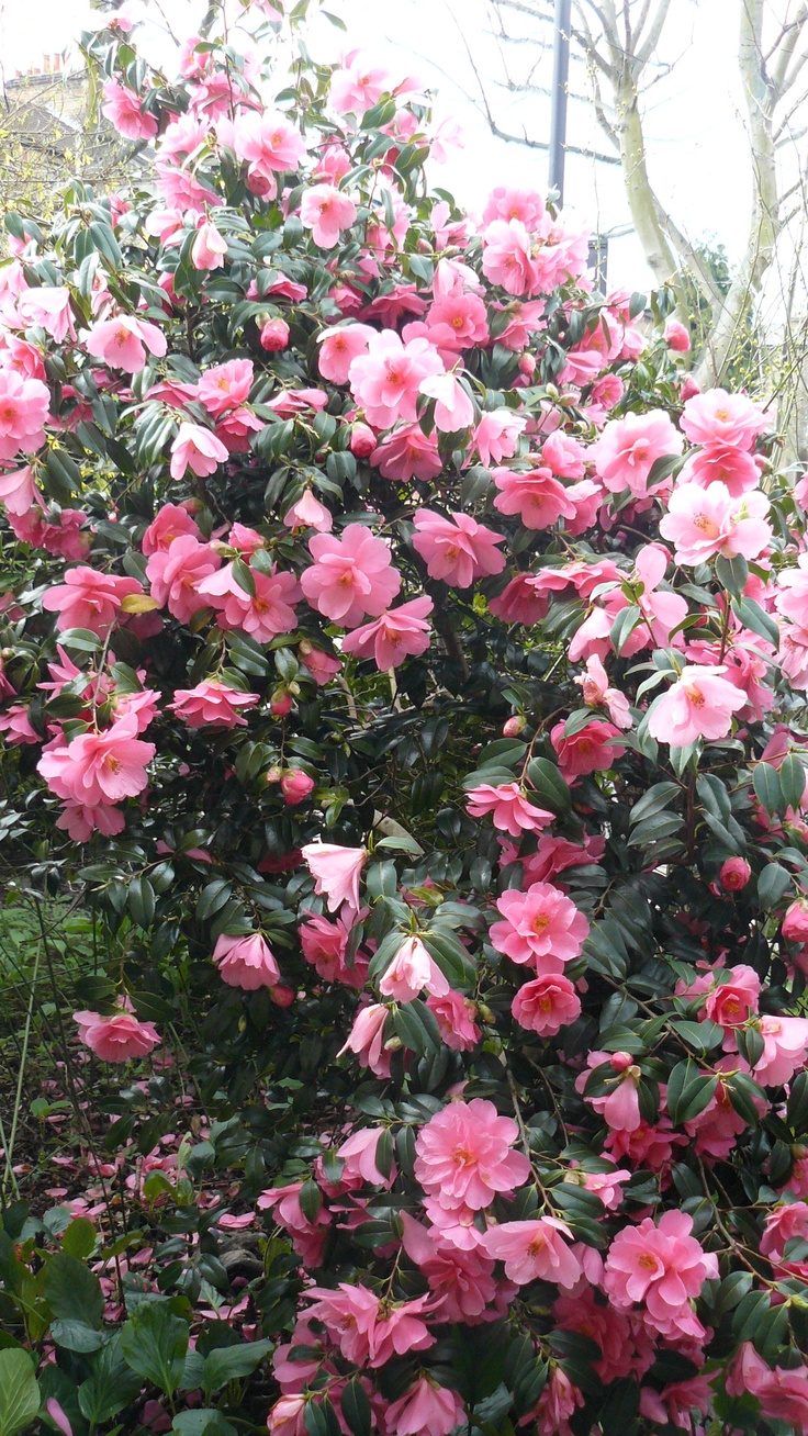 Camellia