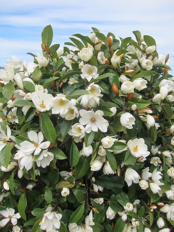 Camellia (Camellia japonica)