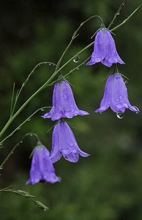 Campanula (Campanula rotundifolia)