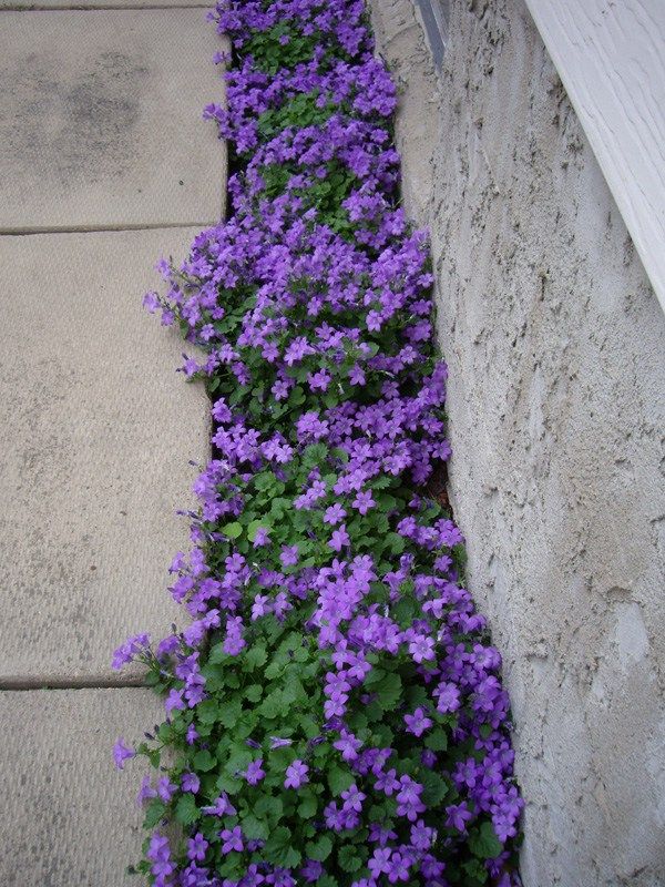 Campanula