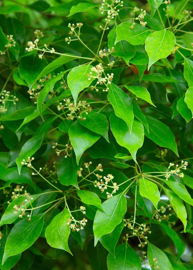 Camphor Laurel Leaves