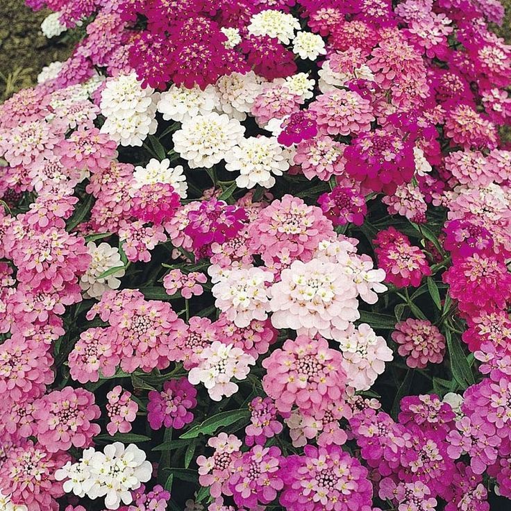 Candytuft