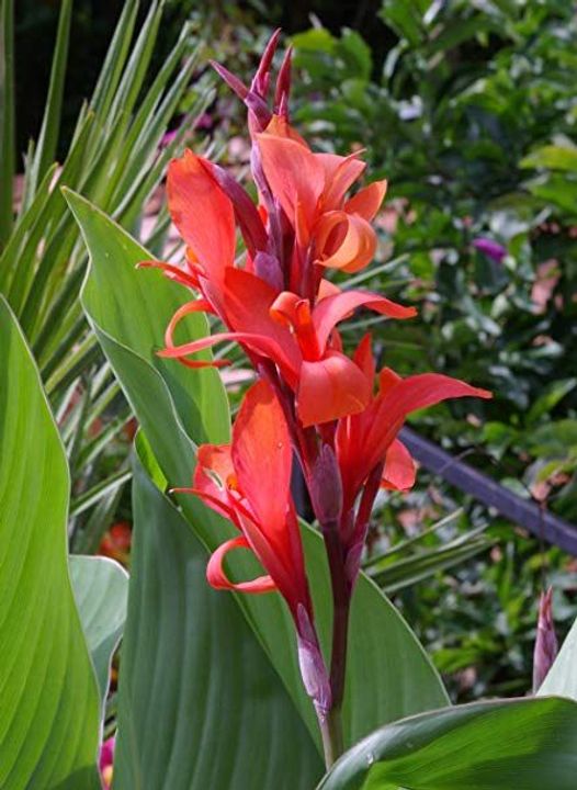 Canna Lily (Canna indica)