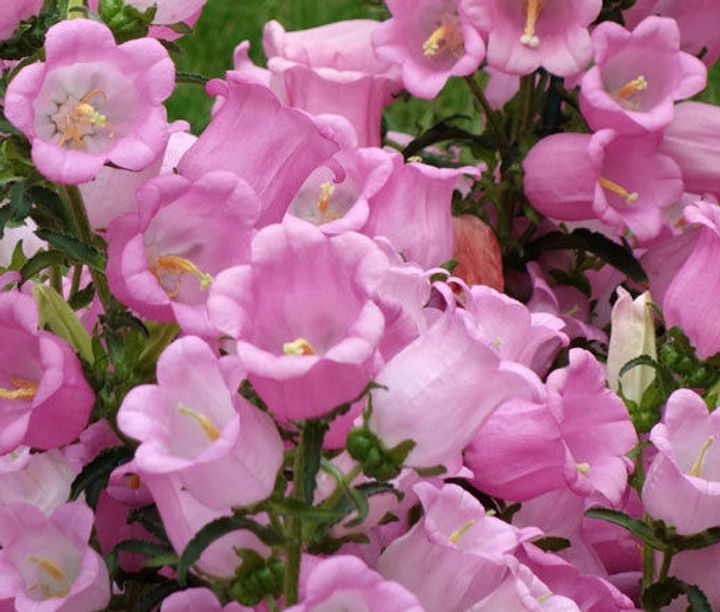 Canterbury Bells (Campanula medium)