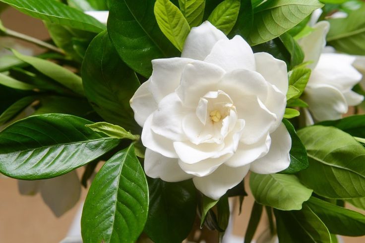 Cape Jasmine