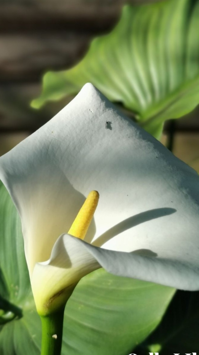 Captivating Calla Lilies