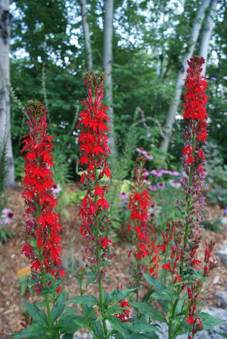 Cardinal Flower (Lobelia cardinalis)