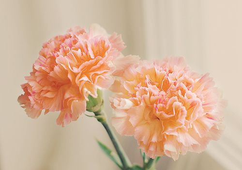 Carnation